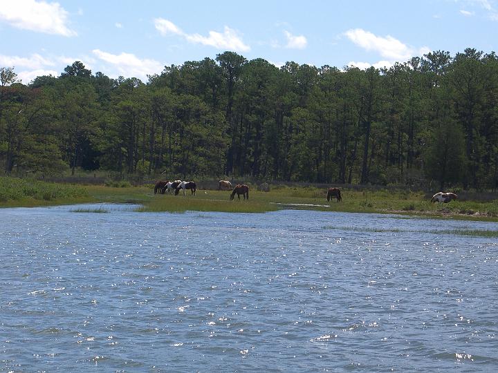 Chincoteague September 2007 001.JPG